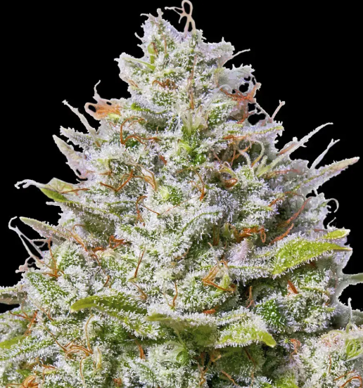 BLUE GELATO 41