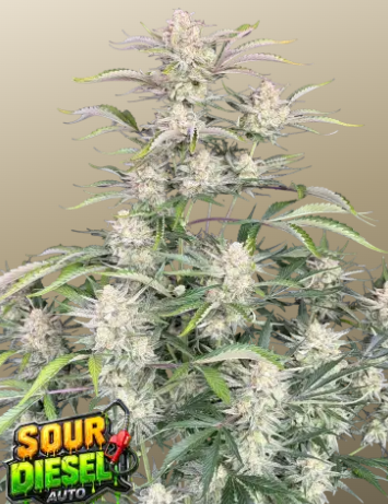 Sour Diesel Auto