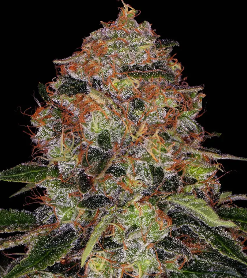 SHISKABERRY