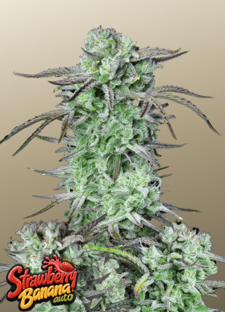 Strawberry Banana Auto