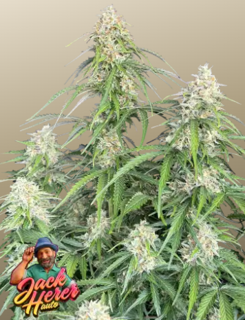 Jack Herer Auto