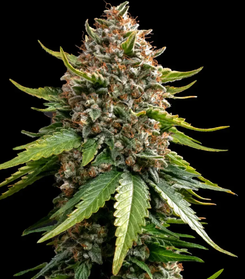 WHITE WIDOW XXL AUTO