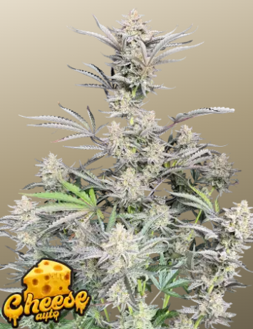 Cheese Auto