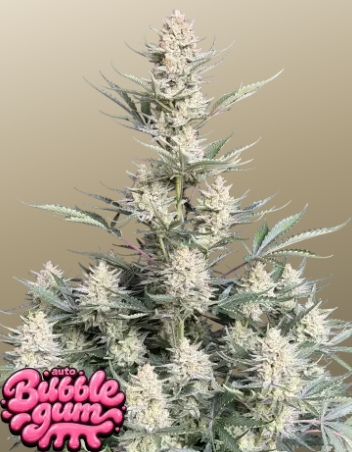 BubbleGum Auto