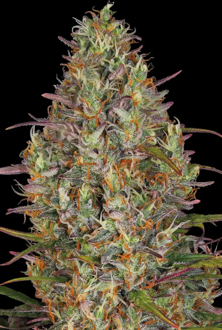 GLUE GELATO AUTO