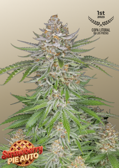Strawberry Pie Auto