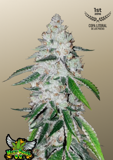 West Coast O.G. Auto