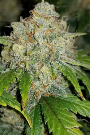Zkittlez Auto