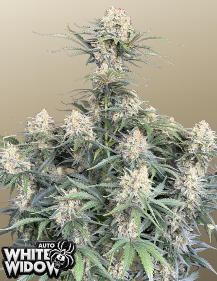 White Widow Auto