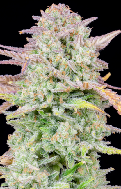 Trainwreck Auto