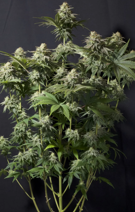 Orange Sherbet FASTFLOWERING
