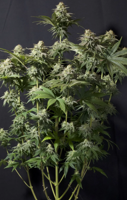 Orange Sherbet FASTFLOWERING