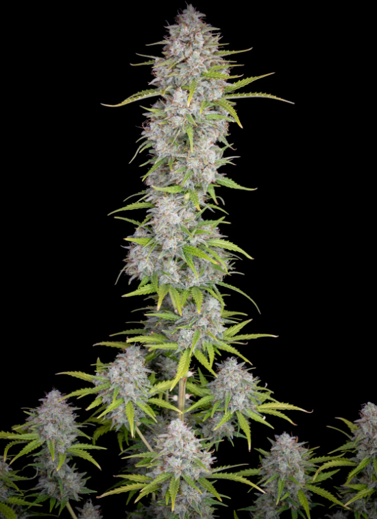 Orange Sherbet Auto
