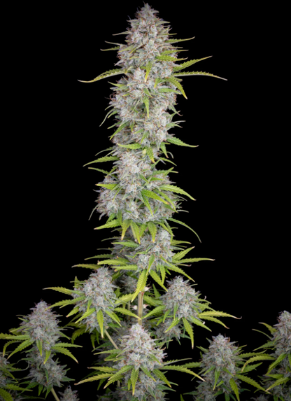 Orange Sherbet Auto