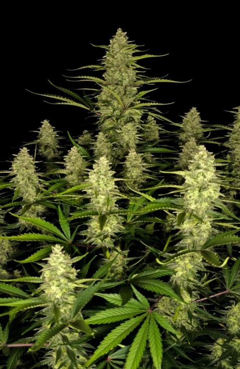 Papaya Cookies Auto