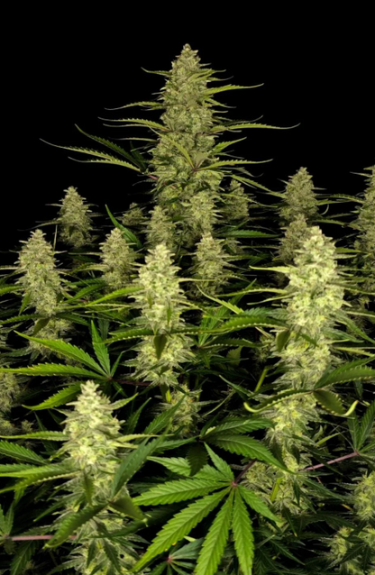 Papaya Cookies Auto