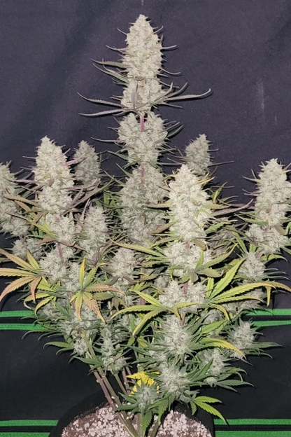 Tropicana Cookies Auto