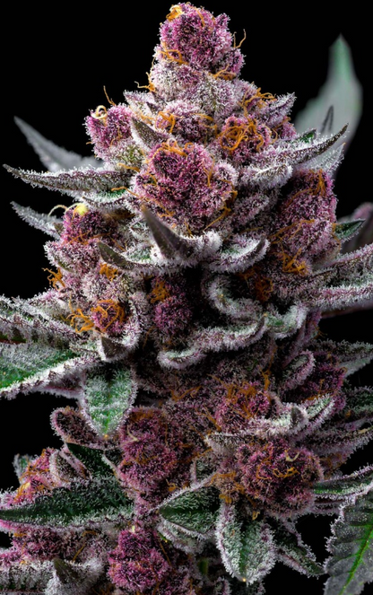 CHERRY POPPERS STRAIN