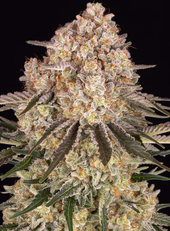 Ak strain
