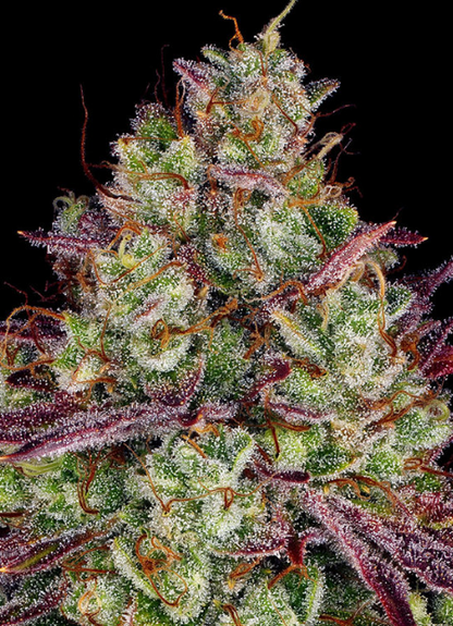 MIMOSA EVO