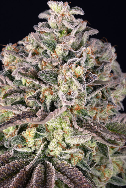Grand daddy Purple