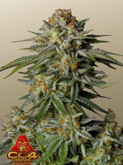 GG4 Sherbet FASTFLOWERING
