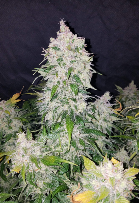 Stardawg Auto