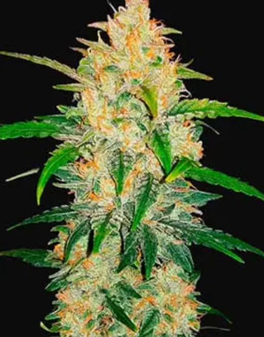 Zkittlez Auto