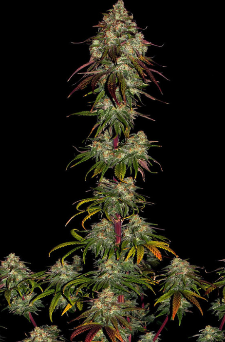 AMNESIA LEMON