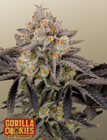 Gorilla Cookies FASTFLOWERING