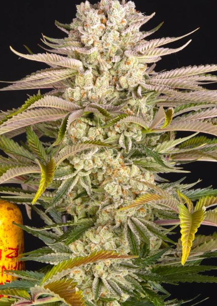 PINEAPPLE EXPRESS