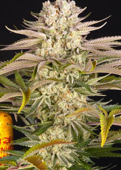 PINEAPPLE EXPRESS