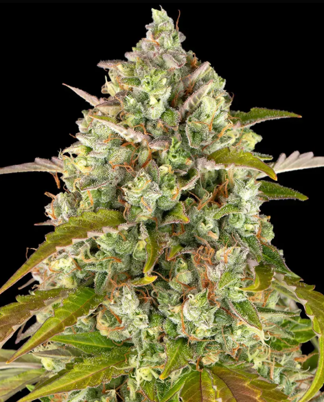 PINEAPPLE EXPRESS AUTO