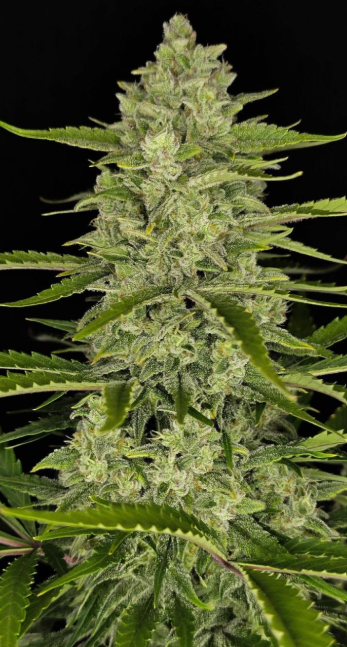 Papaya Cookies Auto