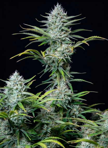 White Widow Auto