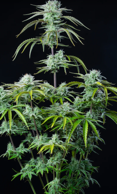 Strawberry Banana Auto