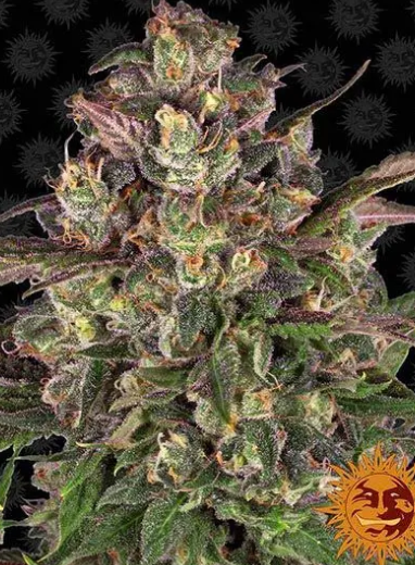 PEYOTE CRITICAL
