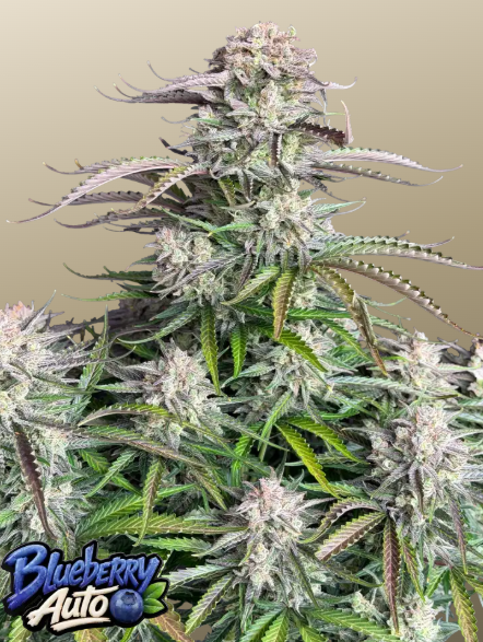 Blueberry Auto