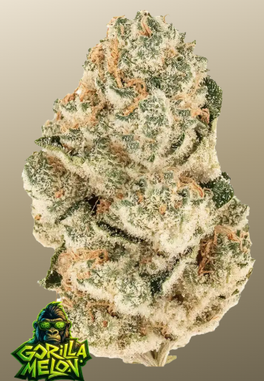 Gorilla Melon Feminised