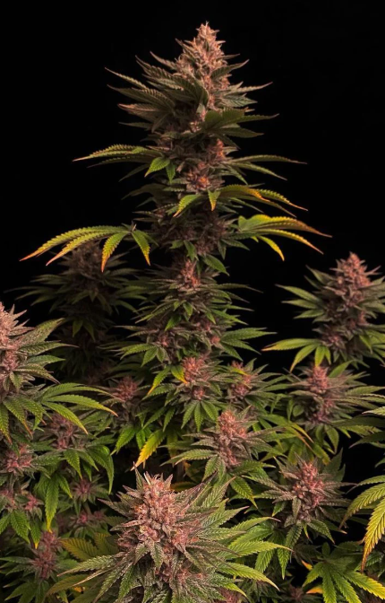 Purple Lemonade FASTFLOWERING
