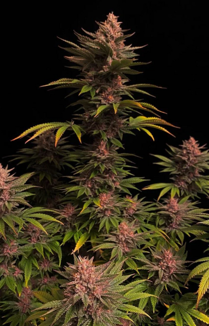 Purple Lemonade FASTFLOWERING