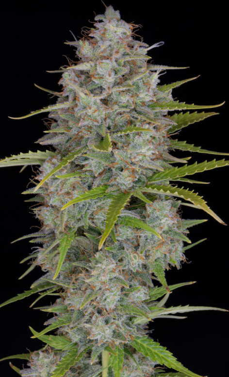 Orange Sherbet Auto
