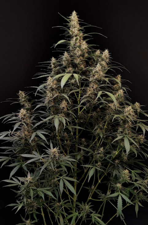 Amnesia Haze Auto