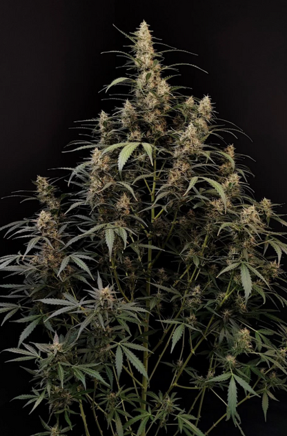 Amnesia Haze Auto