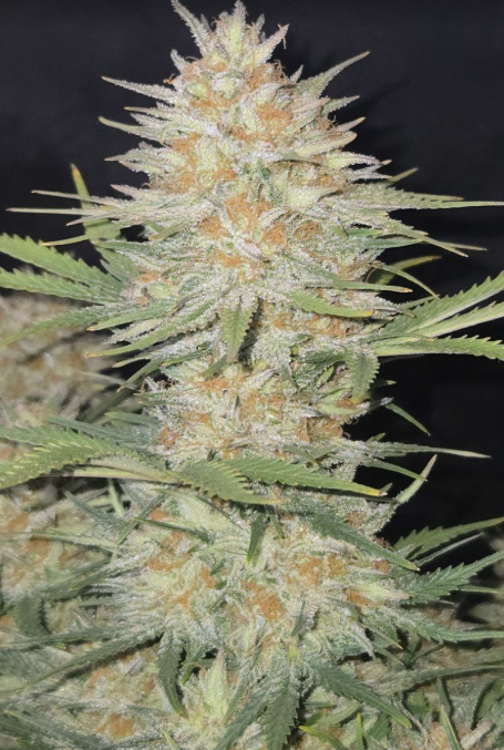 Z-Up Auto