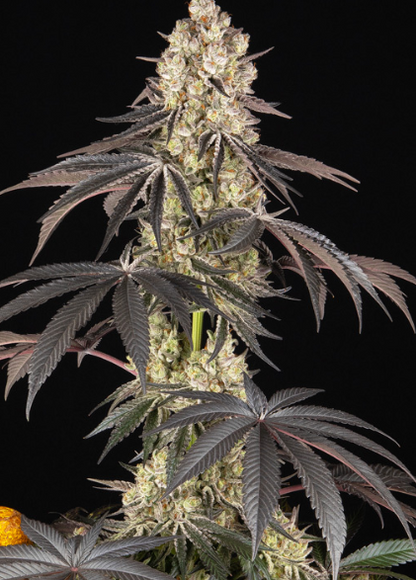RAINBOW SHERBET STRAIN