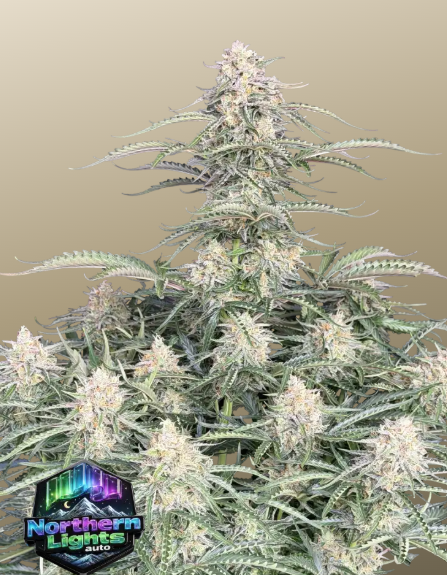 Northern Lights Auto
