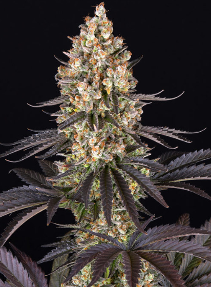 OG KUSH