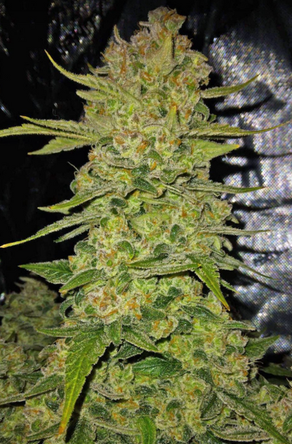 Papaya Cookies Auto
