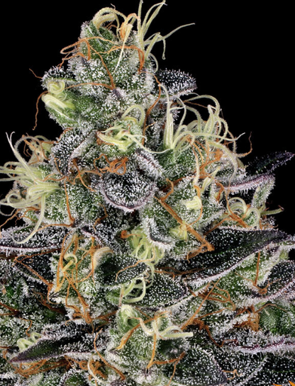 WATERMELON ZKITTLEZ
